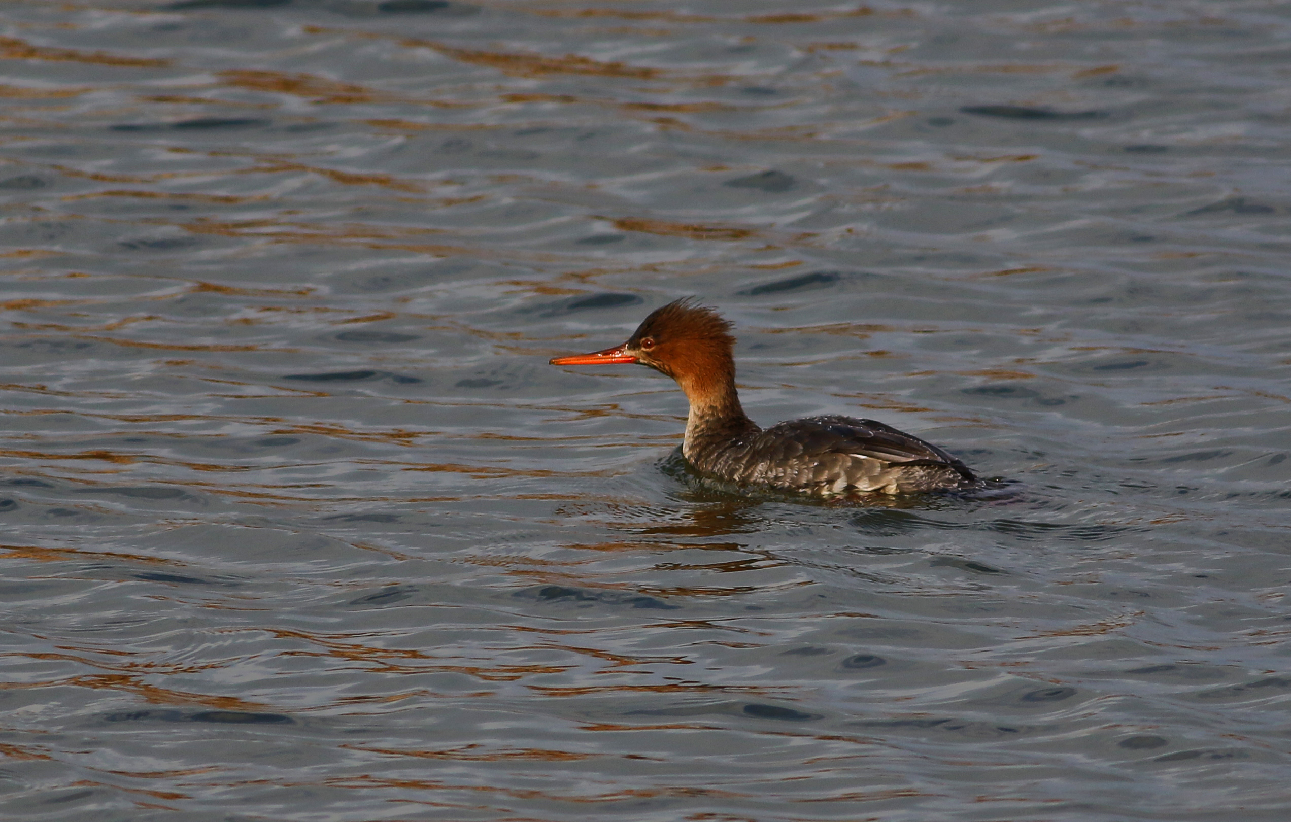 Red-breasted Merganser